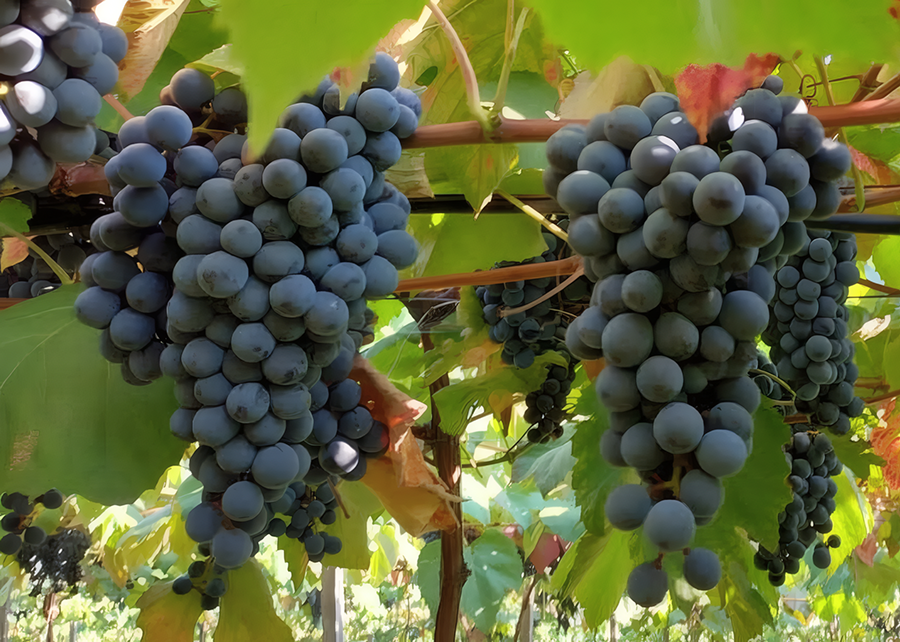 Novo combo de uvas tintureiras reforça produção de sucos e vinhos brasileiros